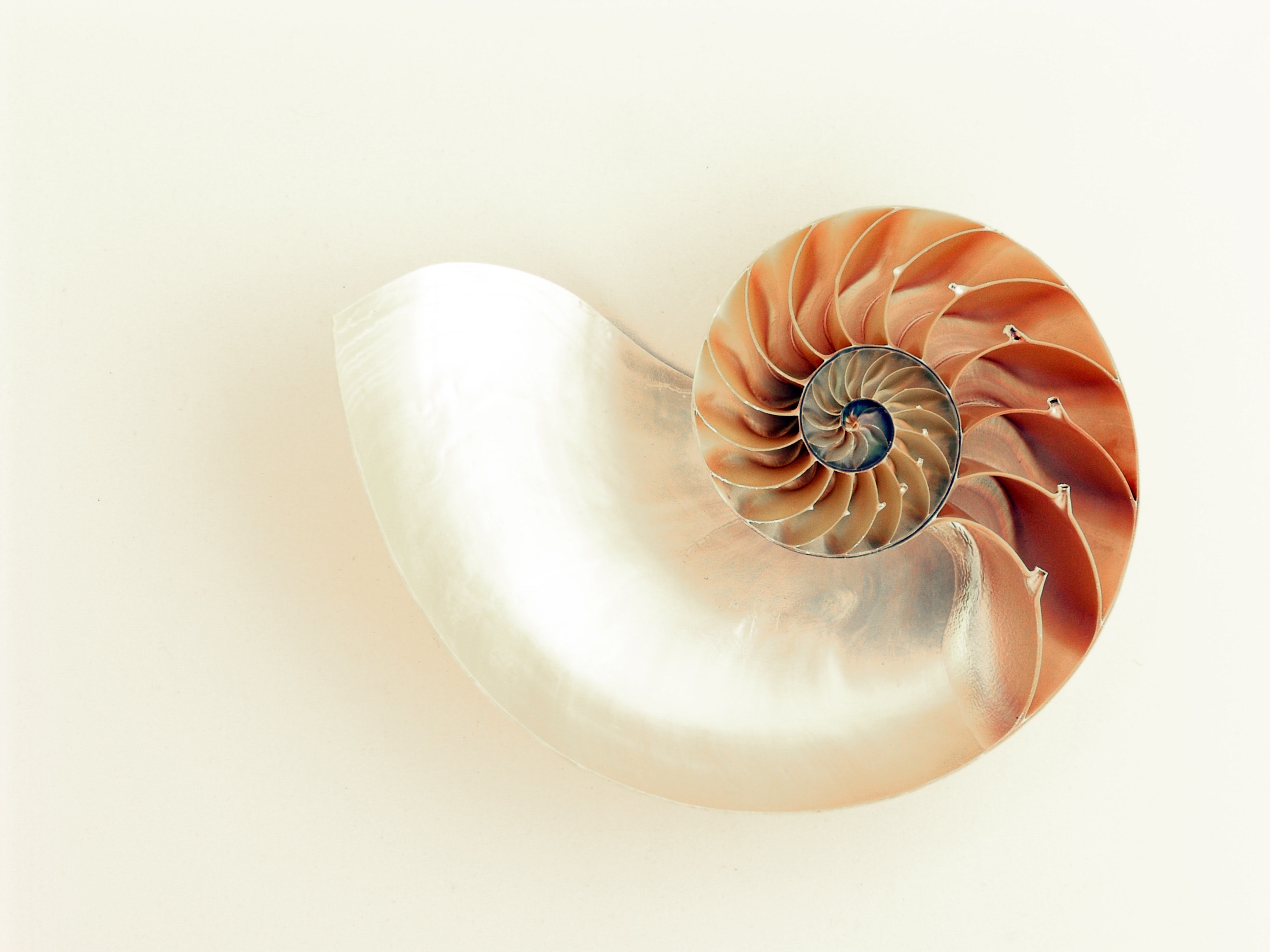 orange-and-white-seashell-on-white-surface-33234